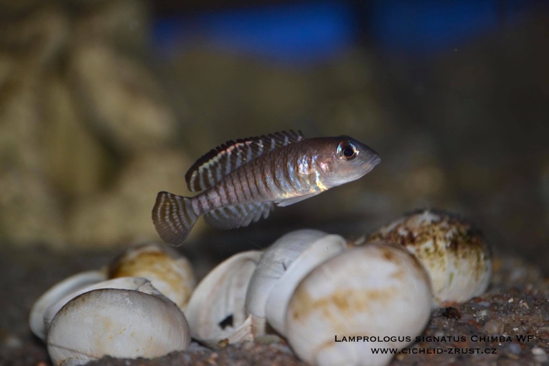 Lamprologus signatus 'Chimba'